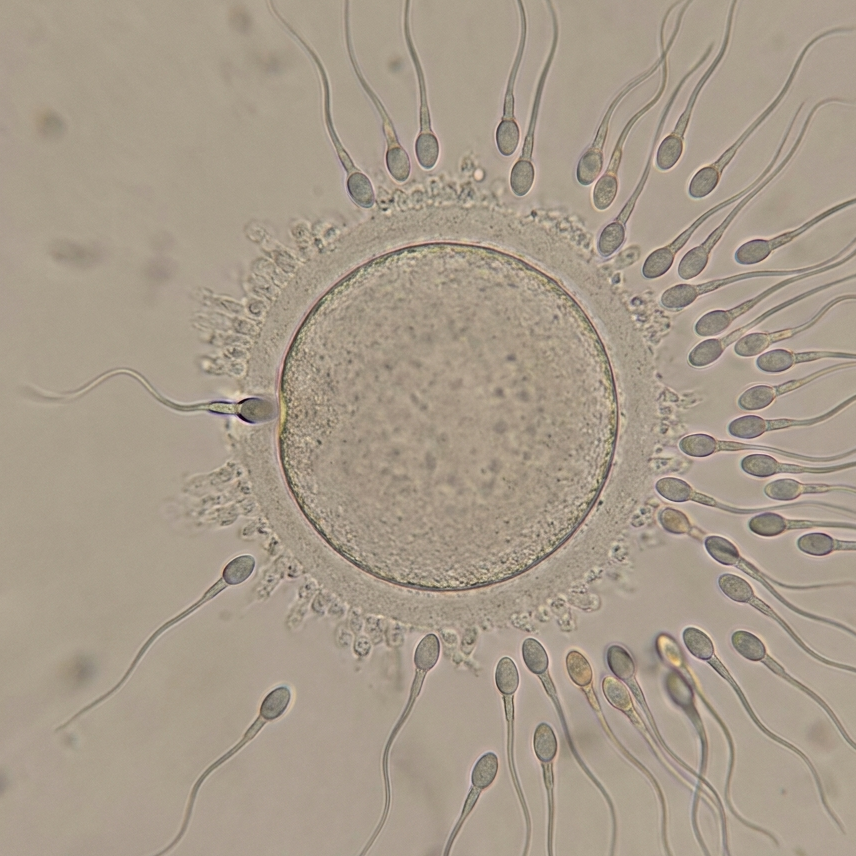 Many sperm around an egg