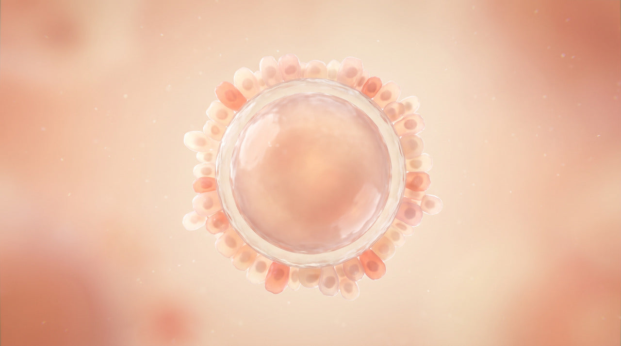 Illustration of a single human egg cell surrounded by a halo of cells