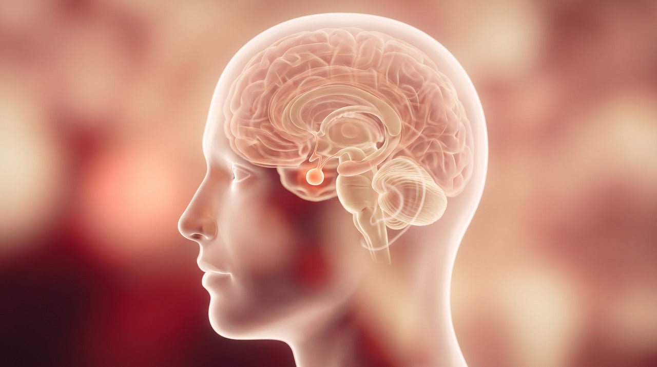 Illustration of the head in profile highlighting the pituitary gland at the base of the brain